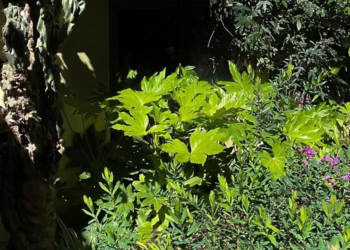 Loquat House Nel Giardino Segreto In Zona Vaticano